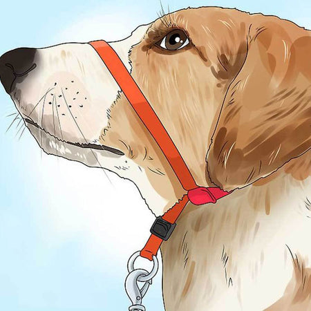 The MODLEASH Gentle Leader
