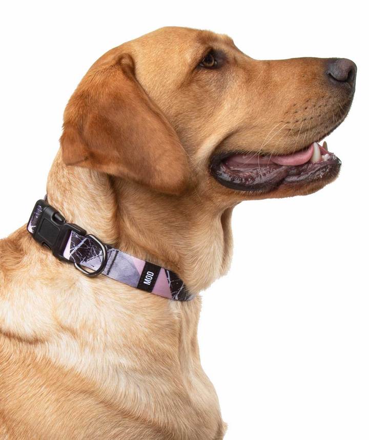 Blanco Pinco Collar - MODLEASH